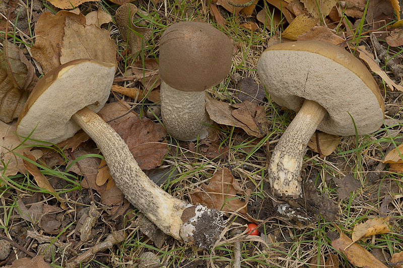 Leccinum scabrum